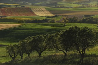 Scenic rural landscape featuring rolling hills with vibrant green and red crops under a clear sky.