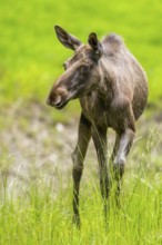 Eurasian elk (Alces alces) walking on a meadow in early summer, Bavarian Forest, Bavaria, Germany