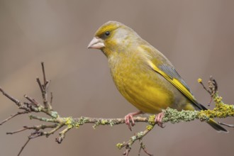 European Greenfinch (Chloris chloris) male perched on a branch, Lower Saxony, Germany