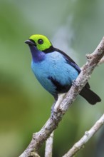Paradise Tanager (Tangara chilensis) perched on a branch in Manu National Park, Peru