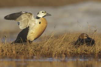 Steller's Eider (Polysticta stelleri) feeding on a small pond on the tundra in Northern Alaska
