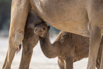 Dromedary (Camelus dromedarius), camel, young animal with mother, Oman
