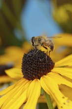 Dronefly (Eristalis tenax) on yellow coneflower (Echinacea paradoxa), Wilden, North