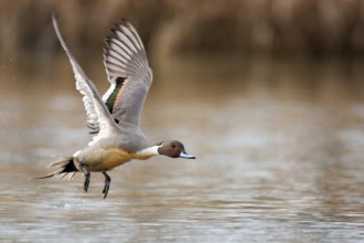 Northern Pintail (Anas acuta) male flying, British Columbia, Canada