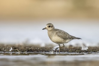 Grey Plover (Pluvialis squatarola), North-Rhine Westphalia, Germany