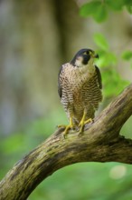 Peregrine Falcon (Falco peregrinus), adult sitting on branch in forest, Bohemian Forest, Czech