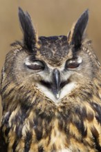 Indian eagle owl (Bubo bengalensis) adult bird head portrait, England, United Kingdom - Captive