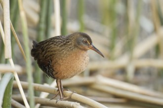 Virginia Rail (Rallus limicola), Hawaii, USA