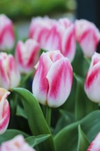 Gönningen tulip blossom, tulips (Tulipa), flowers, white, red, two-coloured blossoms, spring