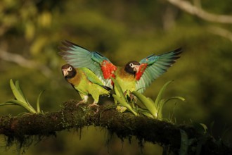 Brown-hooded Parrot (Pyrilia haematotis), Costa Rica