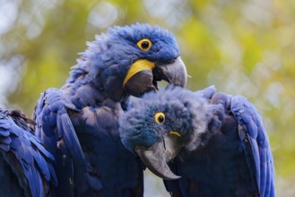 Two hyacinth macaws (Anodorhynchus hyacinthinus) sit on a dead branch at the edge of the forest and