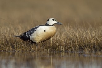 Steller's Eider (Polysticta stelleri) male, Alaska, USA