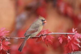 Northern Cardinal (Cardinalis cardinalis) female, Ohio, USA