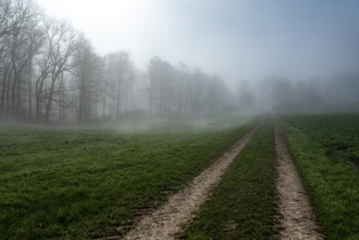 A foggy morning at the edge of a forest with a dirt track leading into the distance, Weserbergland,