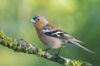 Common Chaffinch (Fringilla coelebs) male perched on a branch, Lower Saxony, Germany