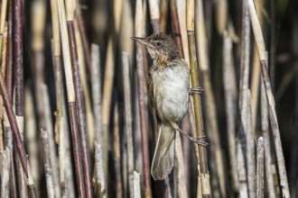 Great Reed Warbler (Acrocephalus arundinaceus) juvenile perched in reedbed, Mecklenburg-Western