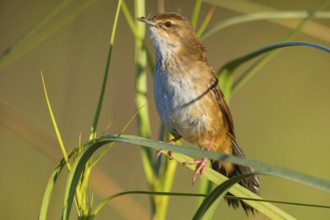 African Bush Warbler, Bradyperus baboecala, Little Rush Warbler, Little Rush Warbler, Mégalure