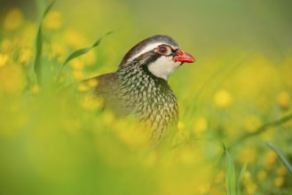 A close-up of a red-legged partridge nestled among vibrant yellow flowers The bird's striking red