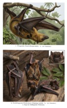 Display board hand-winged bats, historical illustration, digitally processed, animal world, animal