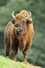 A bison stands in a meadow in front of a blurred forest background, bison (Bos bonasus), Germany