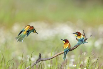 Bee-eater, (Merops apiaster), three animals, perch, Tiszaalpár, Kiskunsági National Park,
