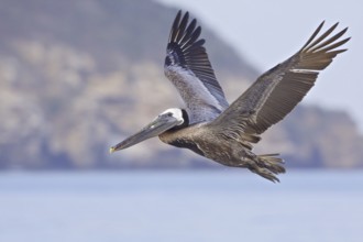 Brown Pelican (Pelecanus occidentalis) flying, Ecuador