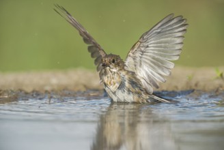 European Pied Flycatcher (Ficedula hypoleuca) bathing in a waterhole, Aosta Valley, Italy