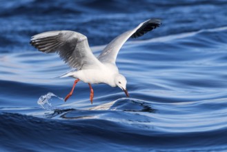 Indian Silverbill (Euodice malabarica) flying, Eilat, Israel