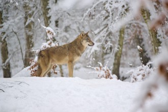 A wolf lying in the snow looking attentively into the distance, Winter, Wolf (Canis lupus), Germany