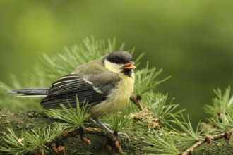 Great Tit (Parus major) juvenile, Lower Saxony, Germany