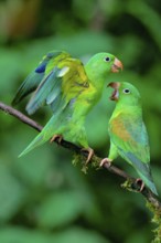 Two Orange-chinned Parakeets (Brotogeris jugularis) quarreling, Costa Rica