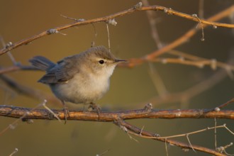 Syke's Warbler - Steppenspötter - Iduna rama, Kazakhstan