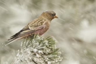 Brown-capped Rosy Finch (Leucosticte australis), New Mexico, USA