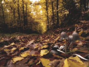 Autumn forest with colourful leaves and a few mushrooms, gypsophila (Coprinellus micaceus) on the