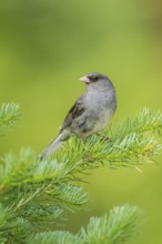 Dark-eyed Junco Junco hyemalis east of Beaver, Utah, United States 4 July Adult singing.