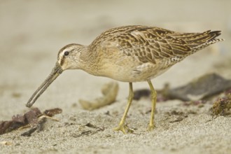 Short-billed Dowitcher (Limnodromus griseus), Washington, USA