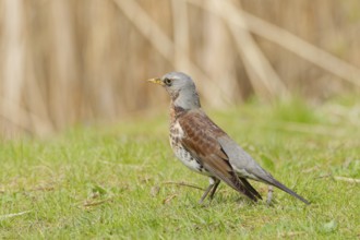 Fieldfare (Turdus pilaris) standing on green grass in spring meadow, alert and searching for food,