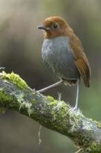 Bicolored Antpitta (Grallaria rufocinerea) perched on a branch in Colombia, South America