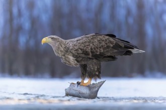 White-tailed eagle (Haliaeetus albicilla) adult bird on the water and on the ice, hunting,