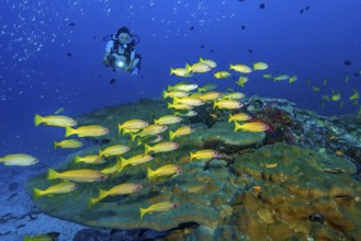 Underwater photo of diver swimming towards illuminated small shoal of Common Snapper (Lutjanus