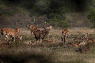 A red deer (Cervus elaphus) tests the mating readiness of a doe that has recently lain in this