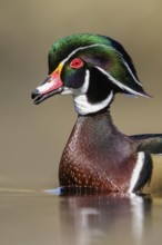 Wood Duck (Aix sponsa) swimming in a pond in Victoria, BC, Canada