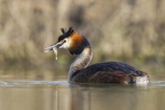 Great Crested Grebe (Podiceps cristatus) with fish prey in its beak, North Rhine-Westphalia,