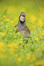 A striking red-legged partridge stands alert amidst a meadow of vivid yellow wildflowers, creating