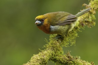 Prong-billed Barbet (Semnornis frantzii) perched on a branch in Costa Rica