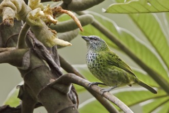 Spotted Tanager (Tangara punctata), Ecuador