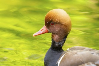 Red-crested pochard (Netta rufina) male and female pairing in lake in summer, Bavaria, Germany