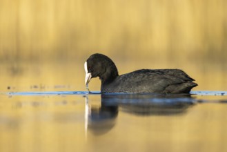 Eurasian Coot (Fulica atra), North Rhine-Westphalia, Germany