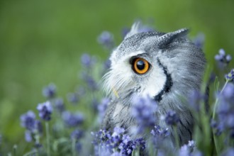 Southern White-faced Owl (Ptilopsis granti) captive, among flowers, Germany