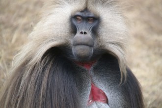 Africa, Ethiopia, Jelada, monkey, baboon, Theropithecus gelada, blood-breasted baboon, Ethiopia